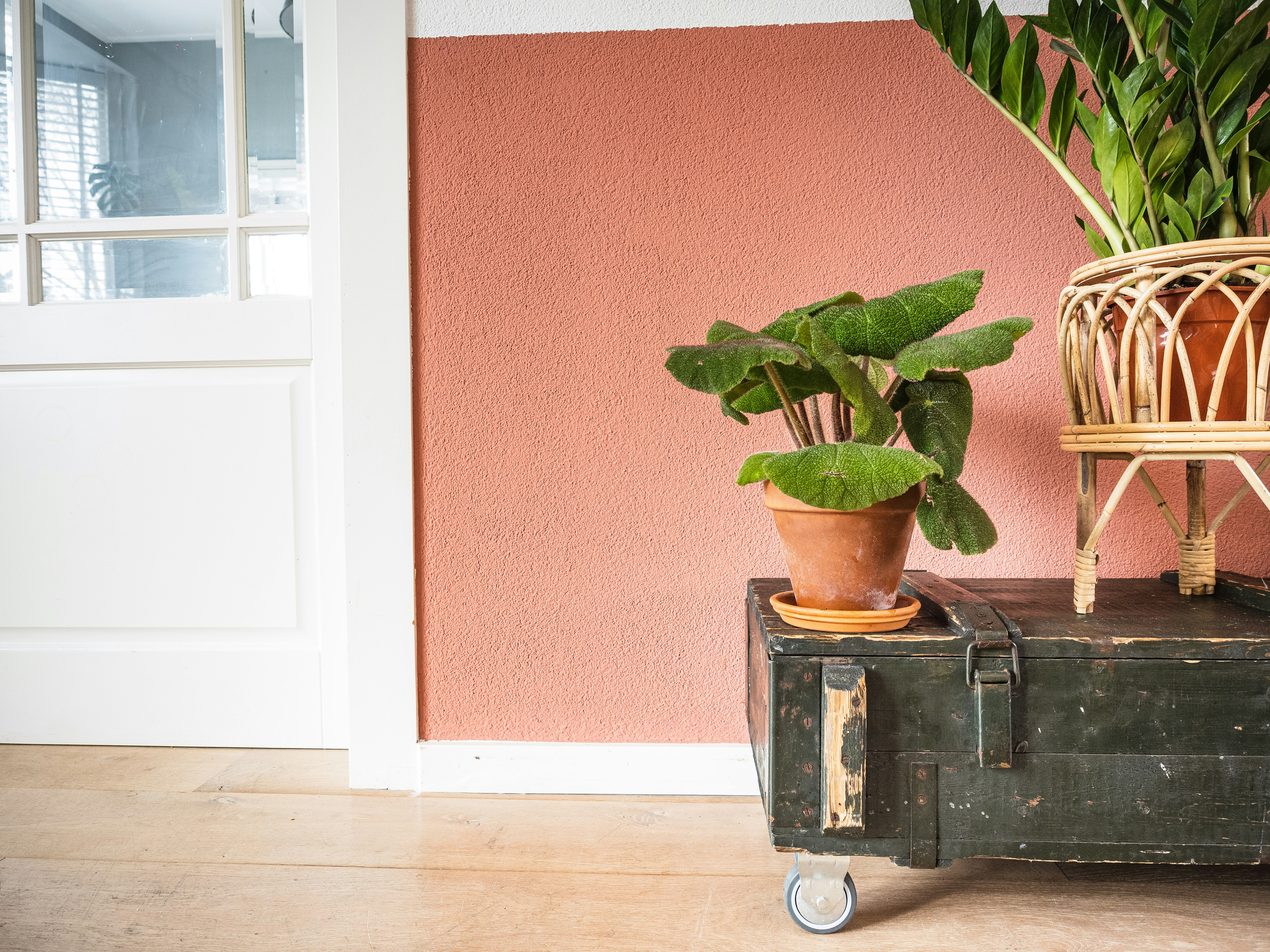 green potted plant on black suitcase